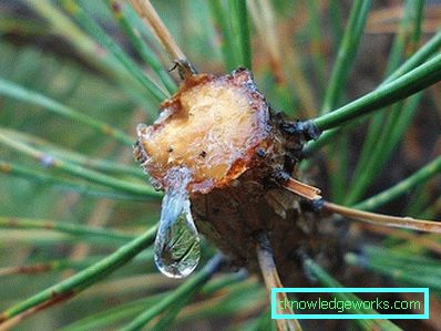 371-Cedar Oil Properties and Applications