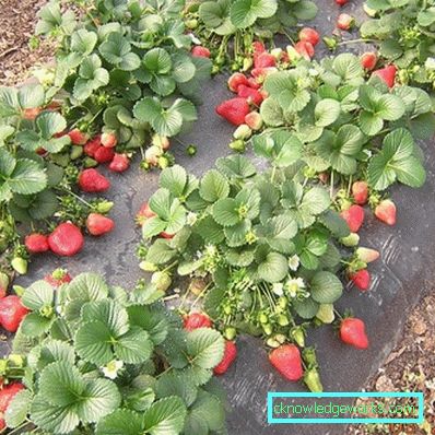 363-Mulching jordbær