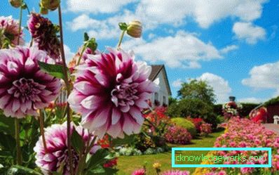 355-Navn på varianter av dahlias med
