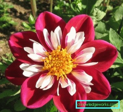 355-Navn på varianter av dahlias med
