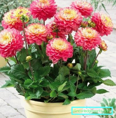 355-Navn på varianter av dahlias med