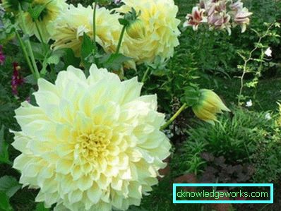 355-Navn på varianter av dahlias med