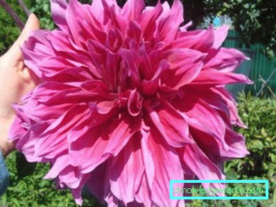 355-Navn på varianter av dahlias med
