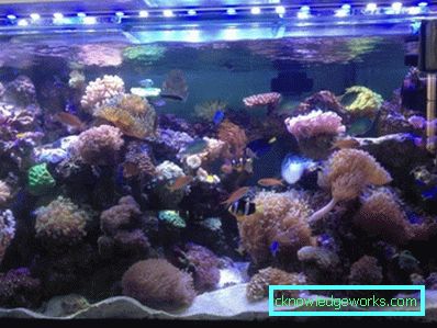 213-Lighting akvarium - 75 bilder