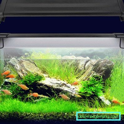 213-Lighting akvarium - 75 bilder