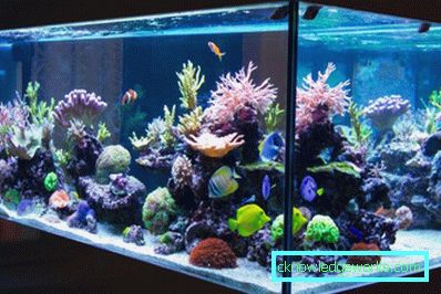213-Lighting akvarium - 75 bilder