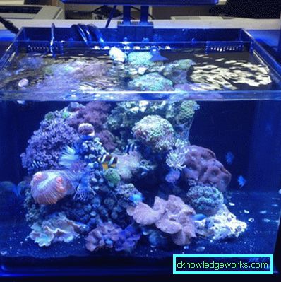 213-Lighting akvarium - 75 bilder