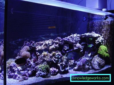 213-Lighting akvarium - 75 bilder