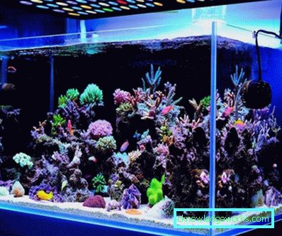 213-Lighting akvarium - 75 bilder