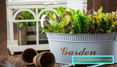 Hvordan lage et drivhus for planter? Hvordan lage et drivhus for planter?
