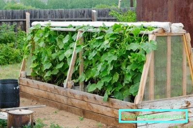 Hvordan lage et drivhus for planter? Hvordan lage et drivhus for planter?