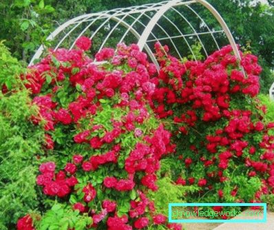 327 Klatring Rose