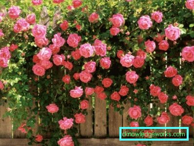 327 Klatring Rose