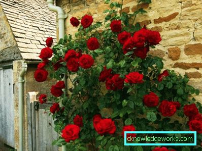 327 Klatring Rose