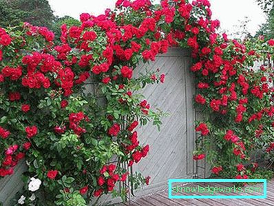 327 Klatring Rose