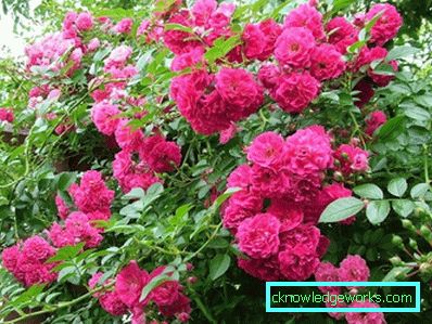 327 Klatring Rose