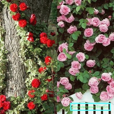 327 Klatring Rose