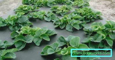283-Planting jordbær på agrofibre