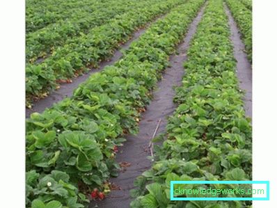 283-Planting jordbær på agrofibre