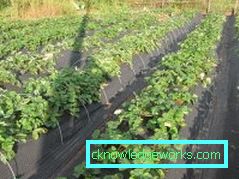 283-Planting jordbær på agrofibre