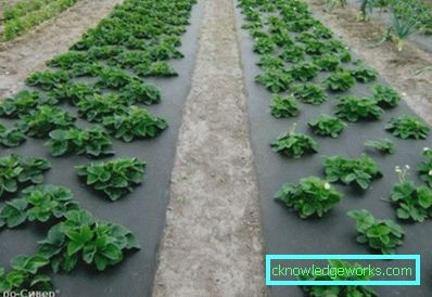 283-Planting jordbær på agrofibre