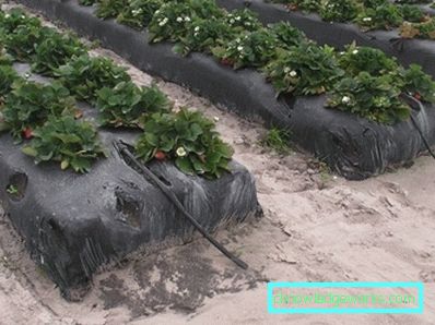 283-Planting jordbær på agrofibre