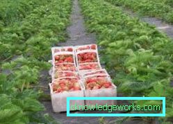 283-Planting jordbær på agrofibre