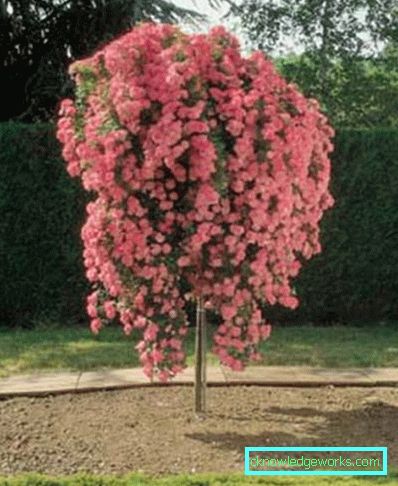 286 standardplanter