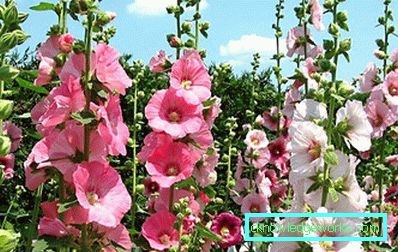 235-flerårig stock-rose (mallow