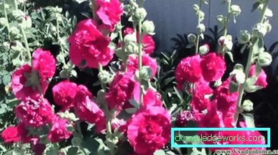 235-flerårig stock-rose (mallow