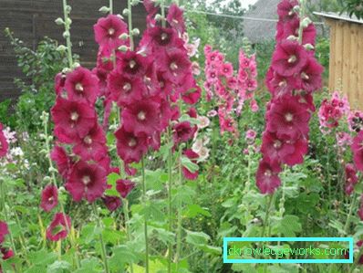 235-flerårig stock-rose (mallow