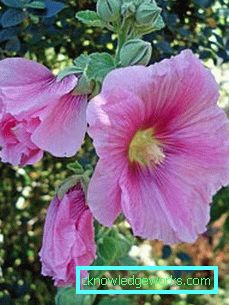 235-flerårig stock-rose (mallow
