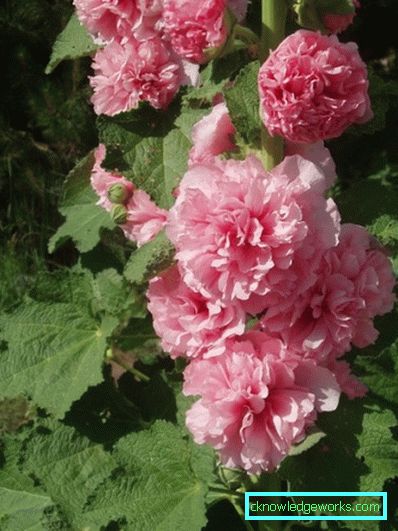 235-flerårig stock-rose (mallow