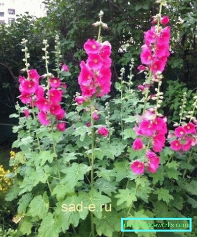 235-flerårig stock-rose (mallow