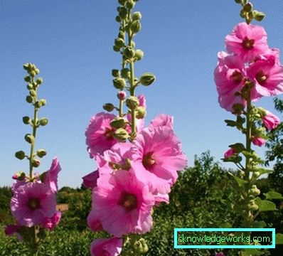 235-flerårig stock-rose (mallow