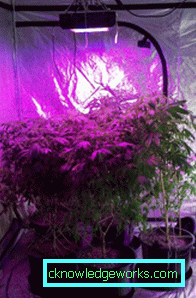 90-LED plante lys