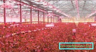 90-LED plante lys