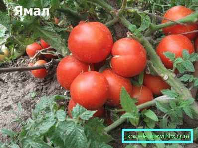 179-Tomat Yamal
